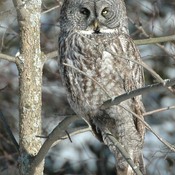 Great Gray Owl